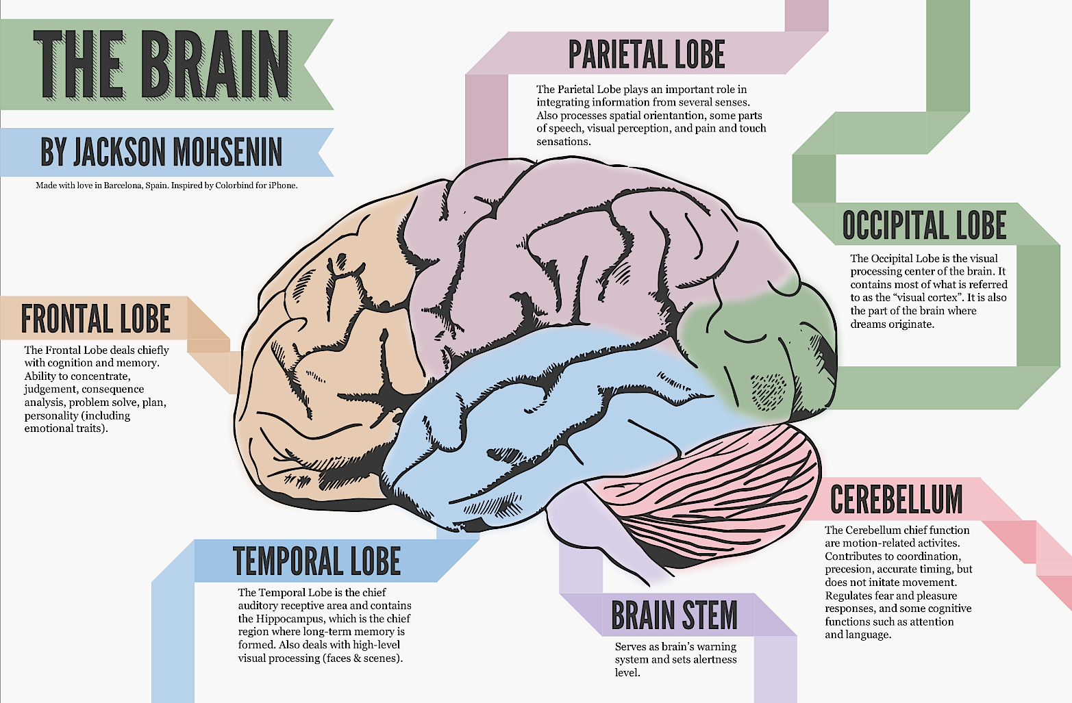 The brain